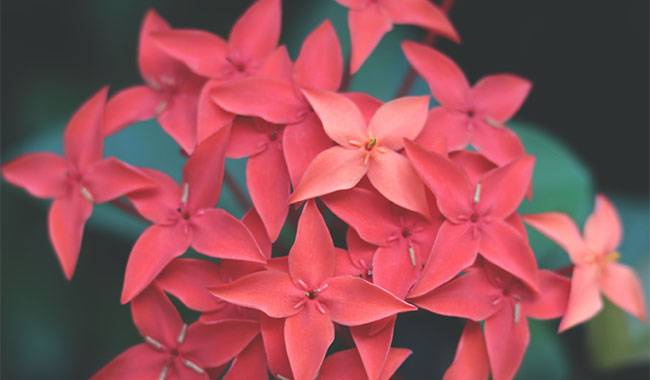The fiery beauty of West Indian Jasmine (Ixora)