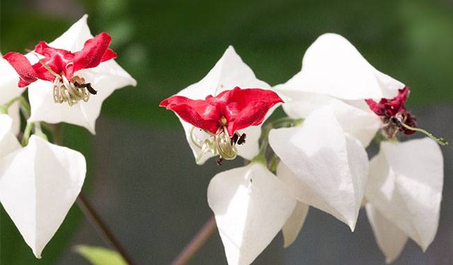 Why Don't Clerodendrum Plants Bloom