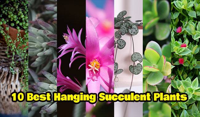 10 Best Hanging Succulent Plants