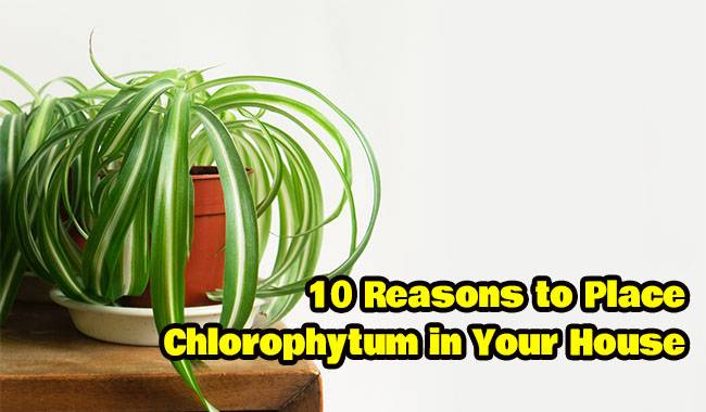 10 Reasons to Place Chlorophytum in Your House