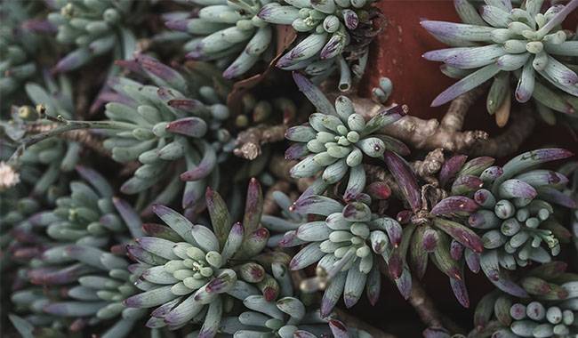 Burro's-tail - 10 Best Hanging Succulent Plants