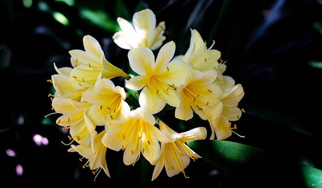 Growing Conditions of Clivia Outdoors