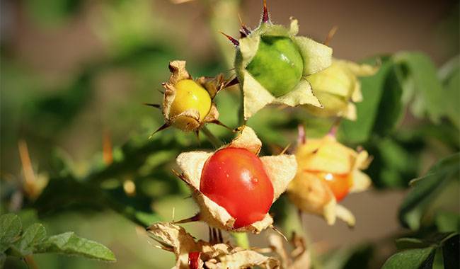 How to Grow and Care for Nightshade (Solanaceae) Plants at Home