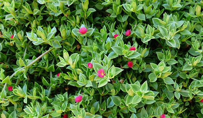 Mesembryanthemum cordifolium - 10 Best Hanging Succulent Plants
