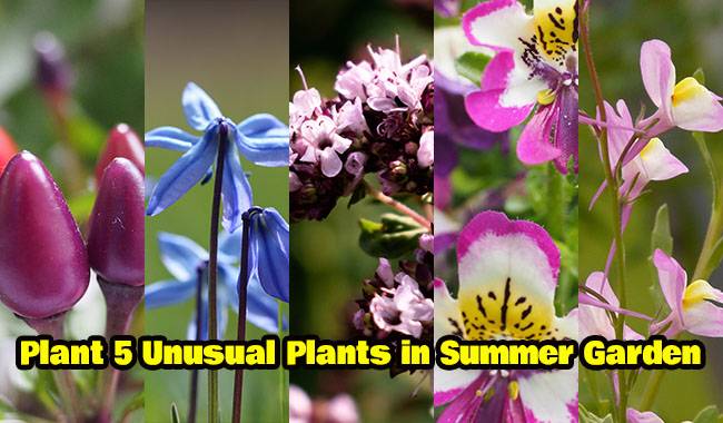 Plant 5 Unusual Plants in Summer Garden