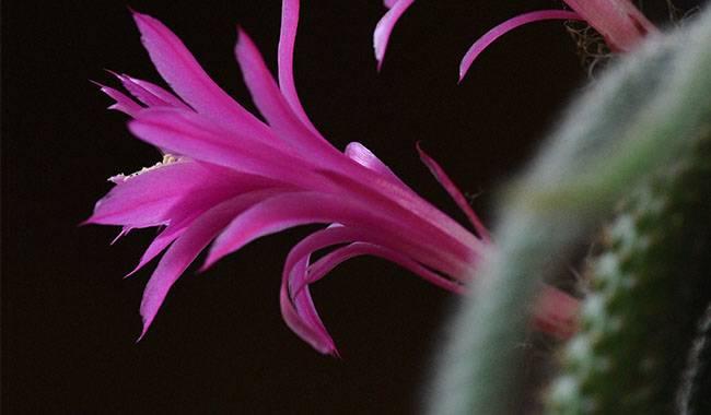 Rattail Cactus - 10 Best Hanging Succulent Plants