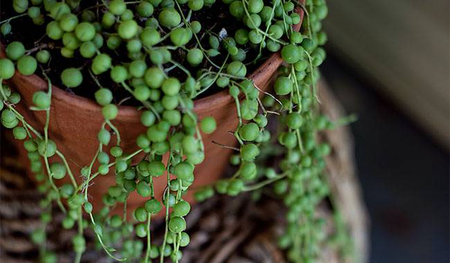 Rowley's cress - 10 Best Hanging Succulent Plants