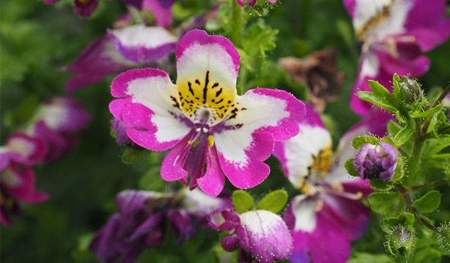 Schizanthus - Plant 5 Unusual Plants in Summer Garden