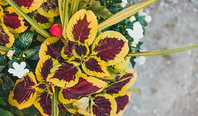 Coleus - The Most Suitable Indoor Plants In Flower Pots