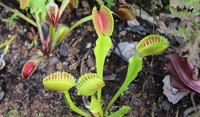How Do Venus Flytrap Plants Feed On Insects