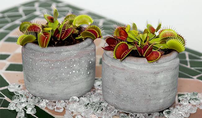 How To Care For Venus Flytrap Plants At Home