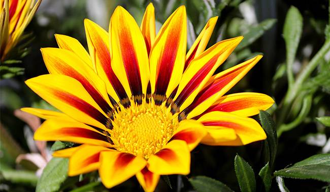 How to Grow and Care for African Daisies at Home