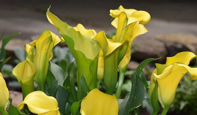 How to Grow and Care for Calla lily (Zantedeschia) at Home