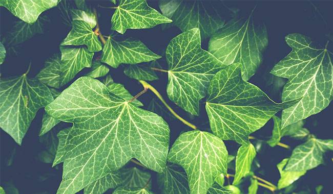 Ivy Plant - The Most Suitable Indoor Plants In Flower Pots