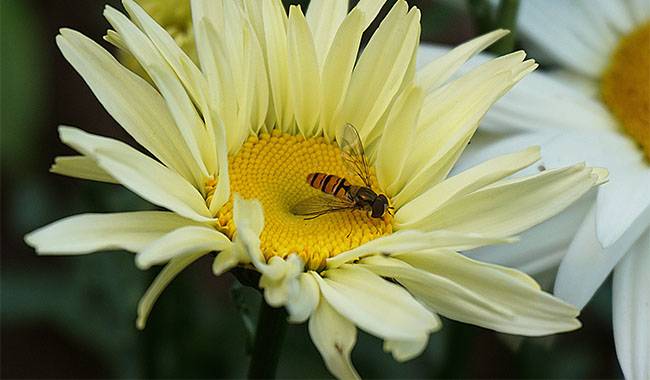 Pyrethrum Plant is a Natural Insecticide