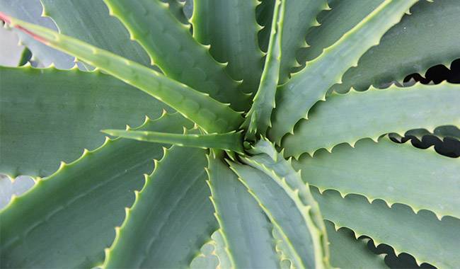 Shaping Is The Key To The Ornamental Qualities Of Aloe Vera