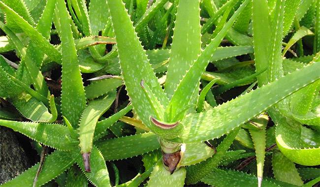 The Basic Requirements Of Aloe Vera