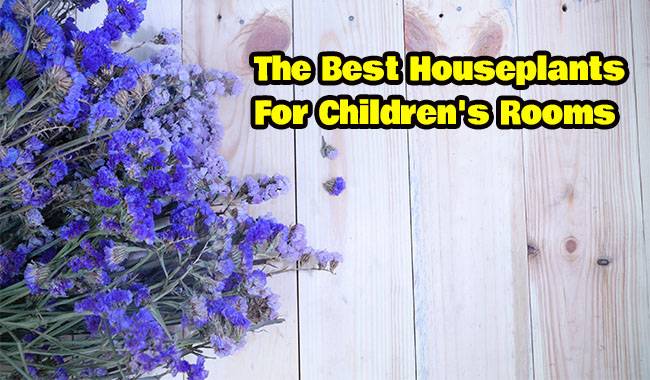 The Best Houseplants For Children's Rooms