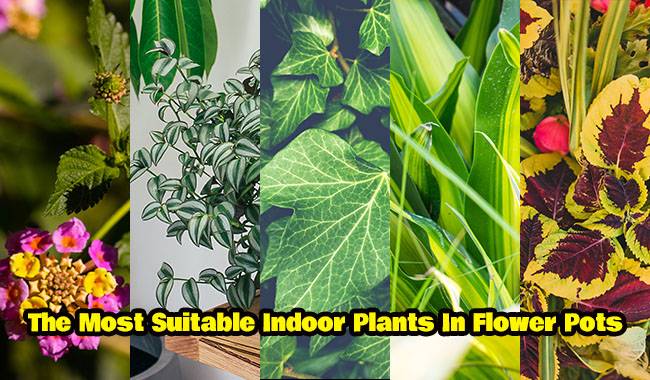 The Most Suitable Indoor Plants In Flower Pots