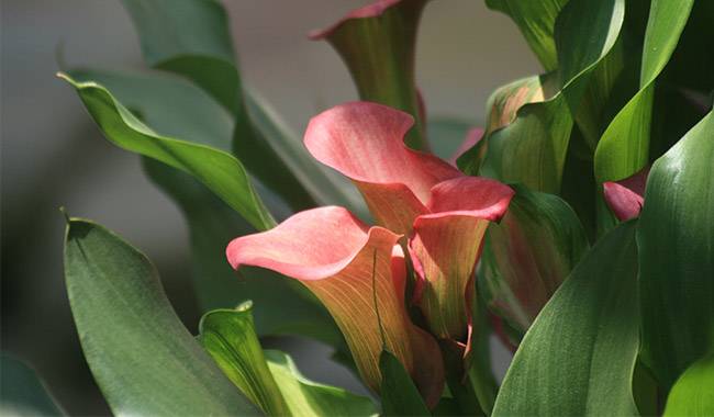 Types And Varieties Of Calla Lily Indoors