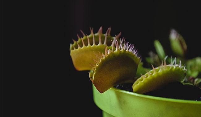 Venus Flytrap - A Predatory Plant On The Windowsill
