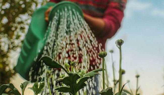 10 Major Mistakes when Watering Your Garden
