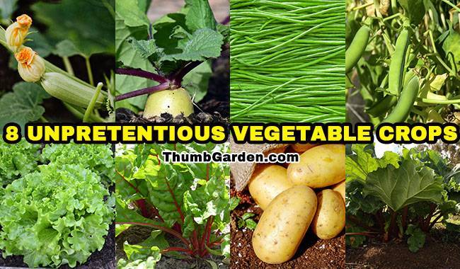 8 Unpretentious Vegetable Crops