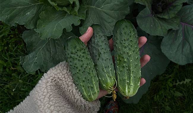 Cucumbers - 7 Easy Vegetables for Beginners