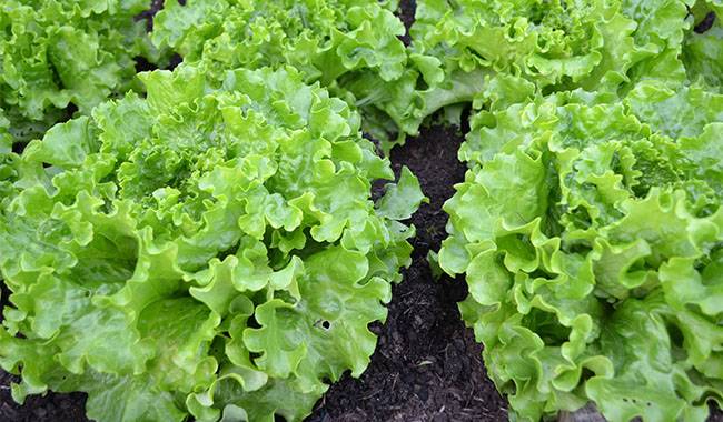 Lettuce - 8 Unpretentious Vegetable Crops