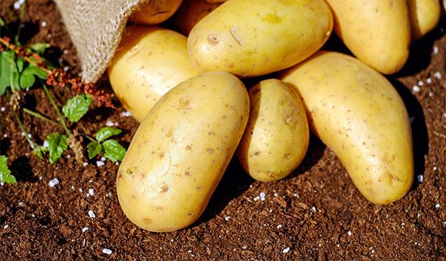 Potatoes - 8 Unpretentious Vegetable Crops