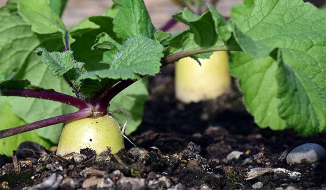 Radish - 8 Unpretentious Vegetable Crops