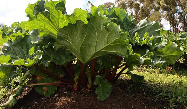 Rhubarb - 8 Unpretentious Vegetable Crops
