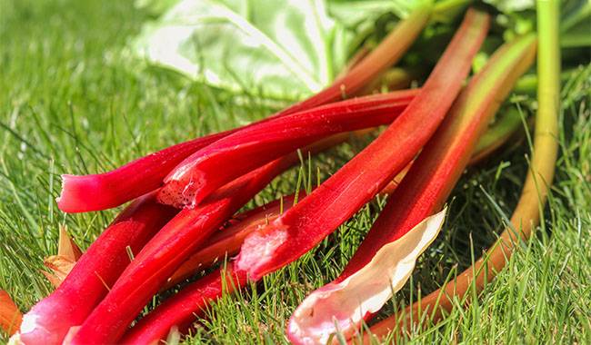 Rhubarb - The Types and Decoration in Kitchen and Garden