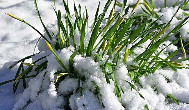 Snow Accumulation - for Different Irrigation Ways