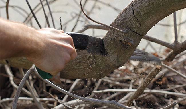 The 8 Major Mistakes when Pruning Fruit Trees