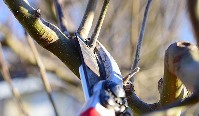 These Are the Basic Mistakes You Can Make when Pruning