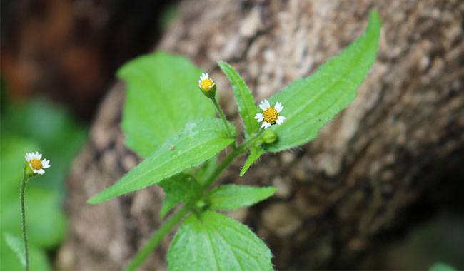 What is Galinsoga Plant (Gallant Soldier)