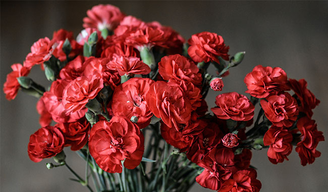 Carnation Which 6 Plants Can Help Clean Your Home Naturally