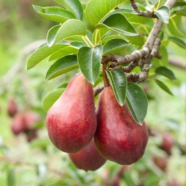 Delicious And Reliable Red Bartlett Pear Tree