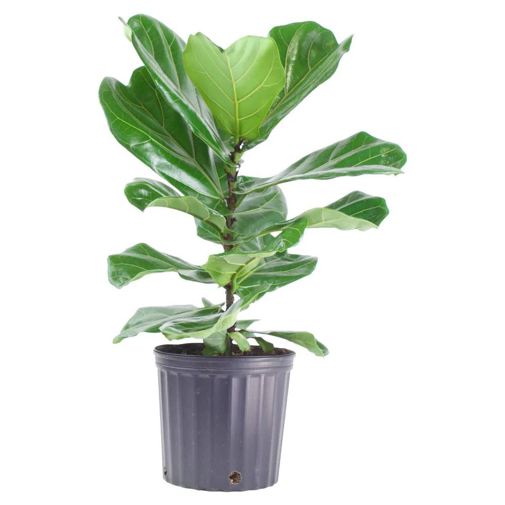 Ficus Lyrata & Fiddle Leaf Fig Plant For Sale In 9.25 Grower's Pot House Plants (1)