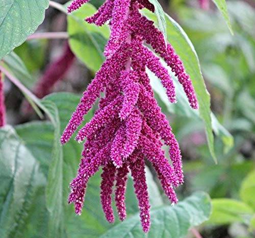 Flowers Red Tailed Amaranth Seeds 750pcs (1)