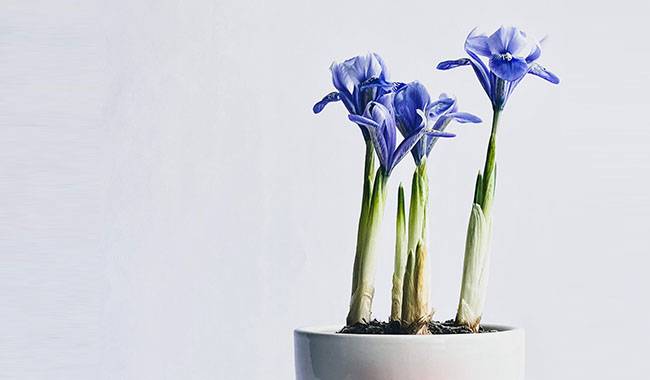 How To Care For Potted Irises Plants At Home