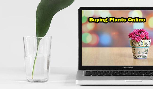 How To Choose A Sales Plant Website
