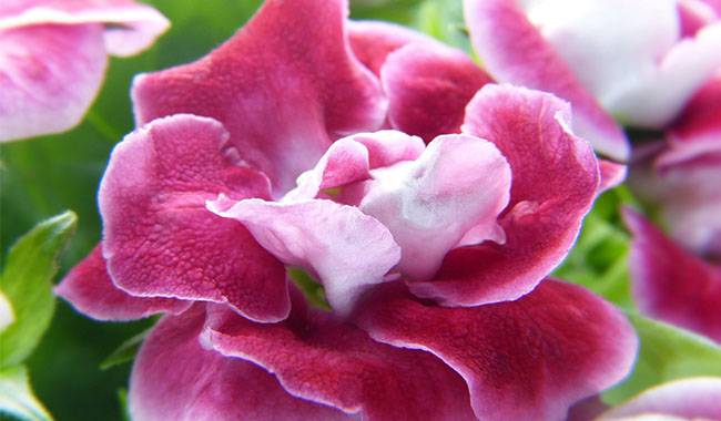 How To Grow Gloxinia Flowers At Home