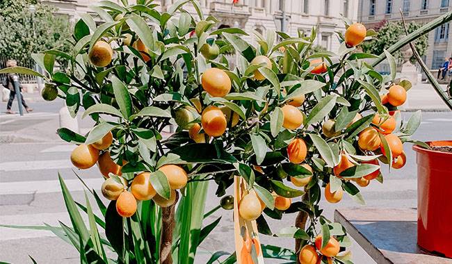 How To Grow Kumquat Plants At Home