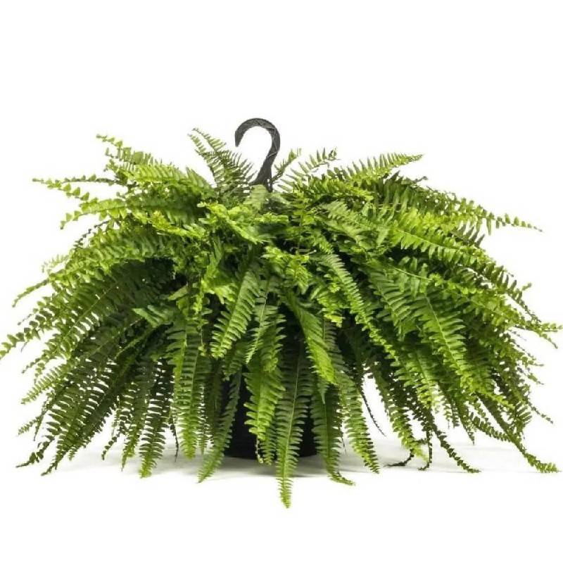 Large Indoor Hanging Planters Boston Fern Plant In 12 (1)