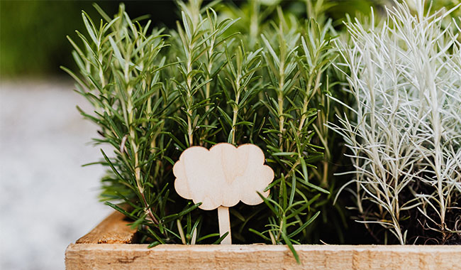 Rosemary Which 6 Plants Can Help Clean Your Home Naturally
