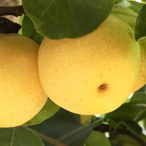 Sweet & Crispy Lemon Yellow Shinseiki Pear Tree For Sale (1)