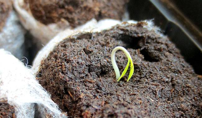 The 4 Effective Ways To Germinate Seedlings