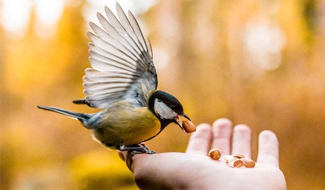 What Kind Of Food Can Or Cannot Be Fed To Birds In Winter